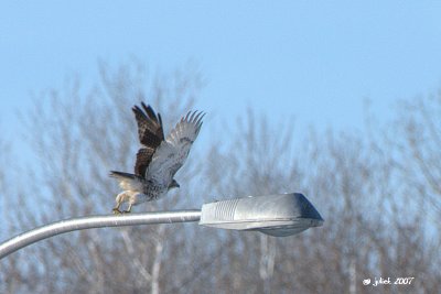 Buse  queue rousse, immature (Red-tailed hawk)2/3