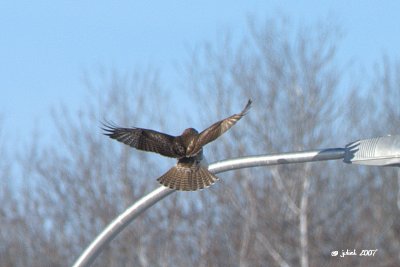 Buse  queue rousse, immature (Red-tailed hawk)3/3