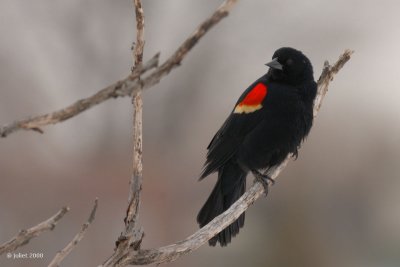 Carouge  paulettes (Redwinged blackbird)