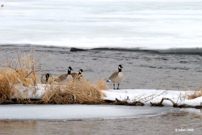 Bernaches du Canada (Canada geese)