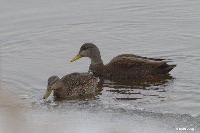 Canard noir, couple (Black duck)