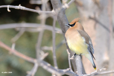 Jaseur d'Amrique (Cedar waxwing)