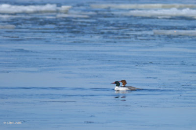 Grand harle (Common merganser)