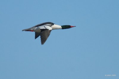 Grand harle (Common merganser)