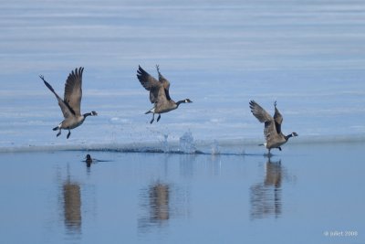 Bernaches du Canada (Canada geese)