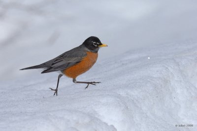 Merle d'Amrique (American robin)