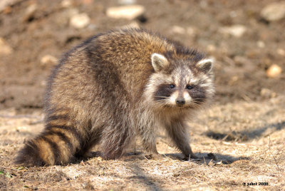 Raton-Laveur (Raccoon)