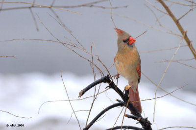 Cardinal rouge, femelle (Northern cardinal)