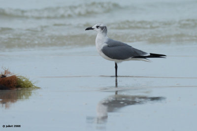 Mouette atricille, 2ime hiver (Laughing gull, 2nd winter)