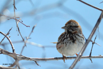 Bruant chanteur (Song sparrow)