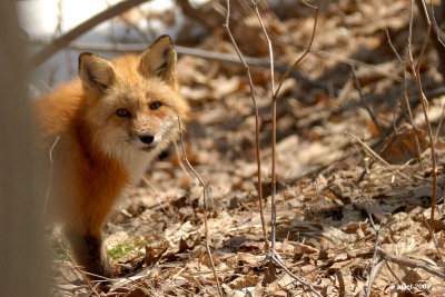 Renard roux (red fox)