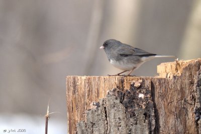 Junco ardoisé (Dark-eyed Junco)