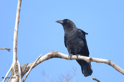 Corneille d'Amrique (American crow)