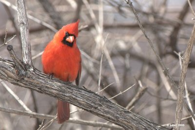 Famille Cardinalidae-Cardinal et Passerin