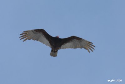 Urubu  tte rouge (Turkey vulture)
