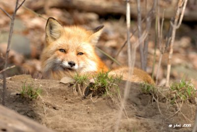Renard roux (Red fox)
