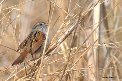 Bruant des marais (Marsh sparrow)