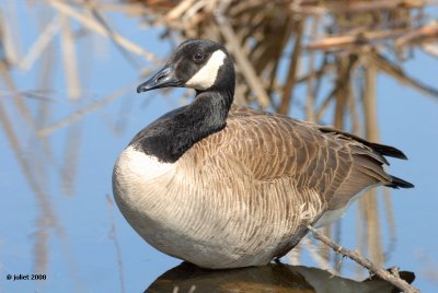 Bernache du Canada (Canada goose)