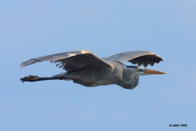 Grand hron (Great blue heron)