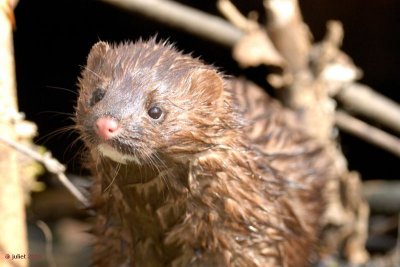 Vison d'Amérique (Mink)