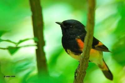 Paruline flamboyante (American redstart)