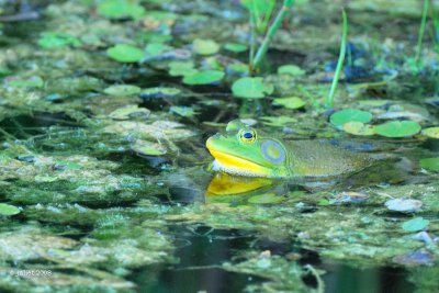 Grenouille verte, male, crpuscule (Green frog)