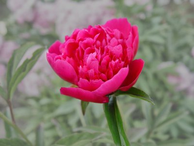 Pretty Peony