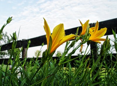 Reaching for the Sunshine