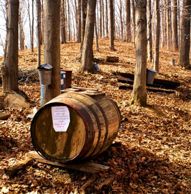 Sap Barrel...