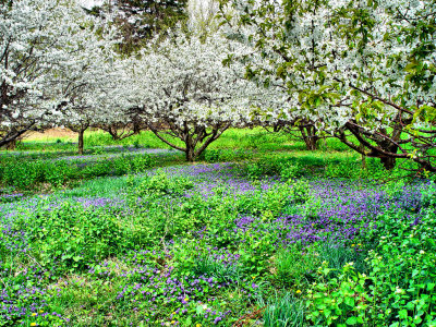 Cherry Blossom Time...