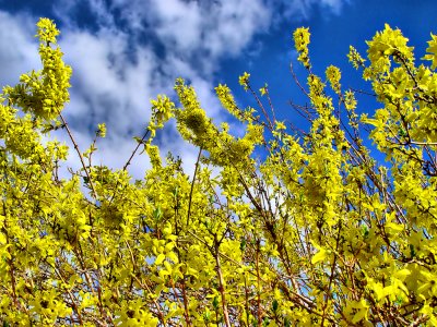 Forsythia...