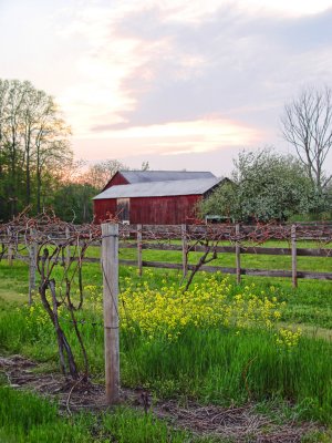 Muster Seed In the Vineyard