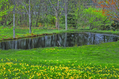 Our Little Pond..