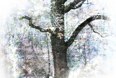 Image 17.jpg