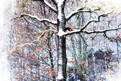 Image 31.jpg