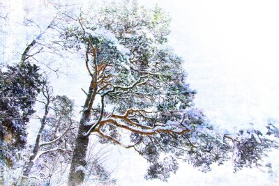 Image 36.jpg