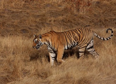 The Chirauli Male