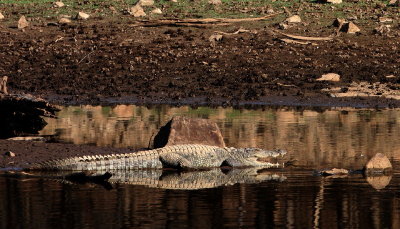 croc reflection