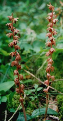 Corallorhiza striata var. striata (striped coralroot) Forest Rd. near East Braintree, MB 7/10/08 .jpg