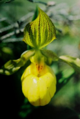 Cypripedium parviflorum var. pubescens (large yellow lady's-slipper) 'planipetalum' ecotype. Parc Boutte de Cap, NL 7/9/07 .jpg