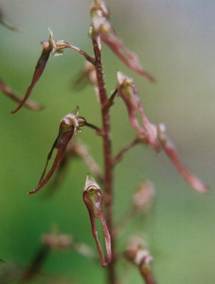 L. australis, closeup of reddish flowers.