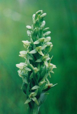 Platanthera aquilonis (northern green bog orchis) near Marathon, Ont  7/5/08