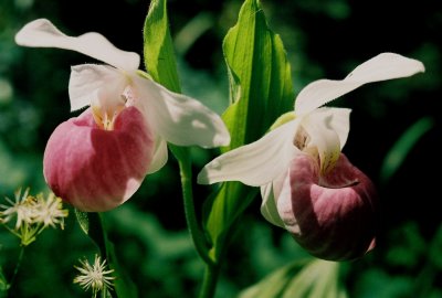 Showy lady's-slipper, Lomond Trail.