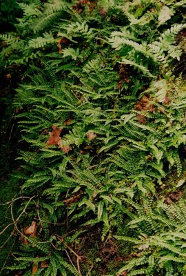 Asplenium trichomanes (maidenhair spleenwort) 6/12/09  NJ