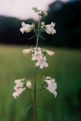 Penstomen digitalis (tall beard-tounge) 6/12/09  NJ