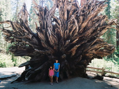 The girls with the roots of a Sequoia. Mariposa grove, Yosemite.