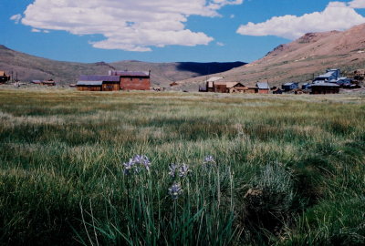 The ghost town of Bodie, Calif. with Iris missouriensis in the foreground.