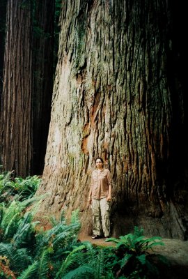 Redwoods