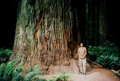 Redwoods