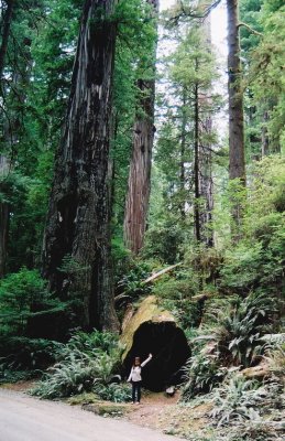 Redwoods